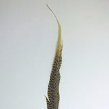 Golden pheasant feather