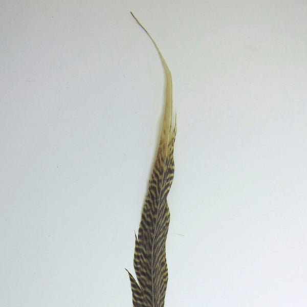 Golden pheasant feather
