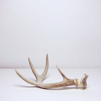 Antler