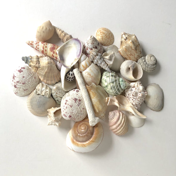 Bag of mixed shell