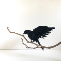 Black bird