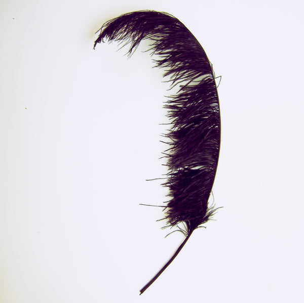 Black Ostrich feather quill