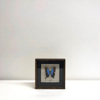 Small framed butterfly