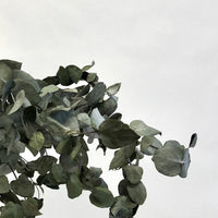 Dried Eucalyptus: 5 stems