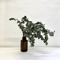 Dried Eucalyptus: 5 stems