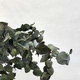 Dried Eucalyptus: 5 stems