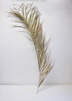 Dried palm frond