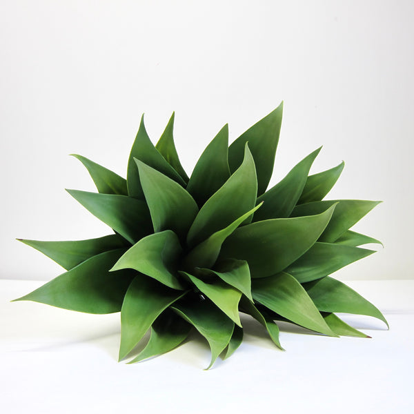 Fake Agave
