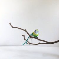 Green + yellow bird