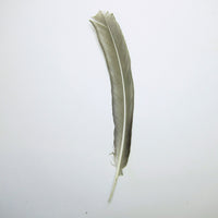 Grey feather