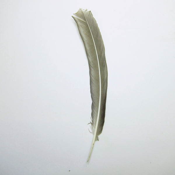 Long grey feather
