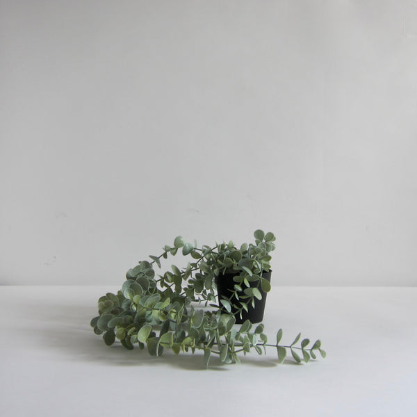 Pale faux green hanging plant