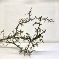 Lichen branch