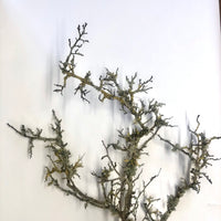 Lichen branch