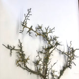 Lichen branch
