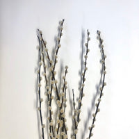 Pussy Willow: 5 stems
