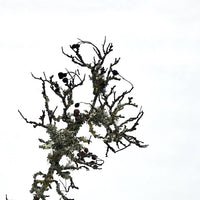 Lichen branch: small