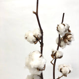 Dried cotton stem