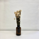 Dried Star flowers