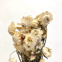 Dried Star flowers