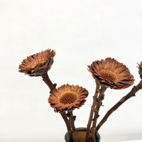 Dried Protea: 5 stems