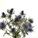 Dried thistles: 2 stems
