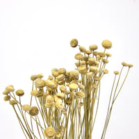 Small dried flowers