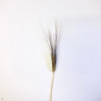 Dried Barley