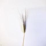 Dried Barley
