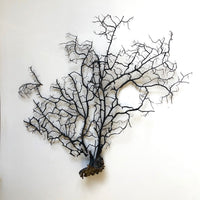 Black salvaged sea fan