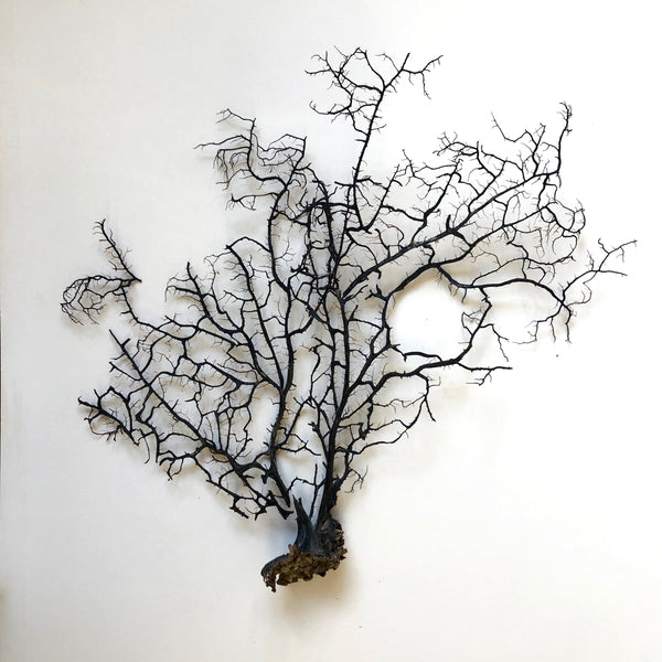 Black salvaged sea fan