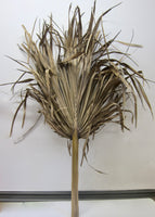 Large dried palm frond
