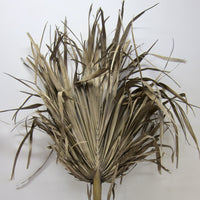 Large dried palm frond