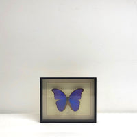 Framed blue butterfly wall art
