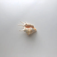 Mures shell