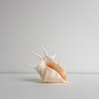 Mures shell