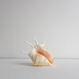 Mures shell