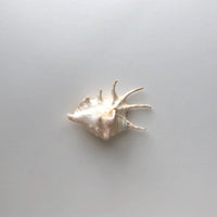 Mures shell