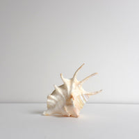 Mures shell
