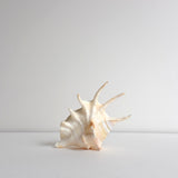 Mures shell