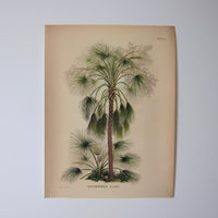 Palm illustration 2