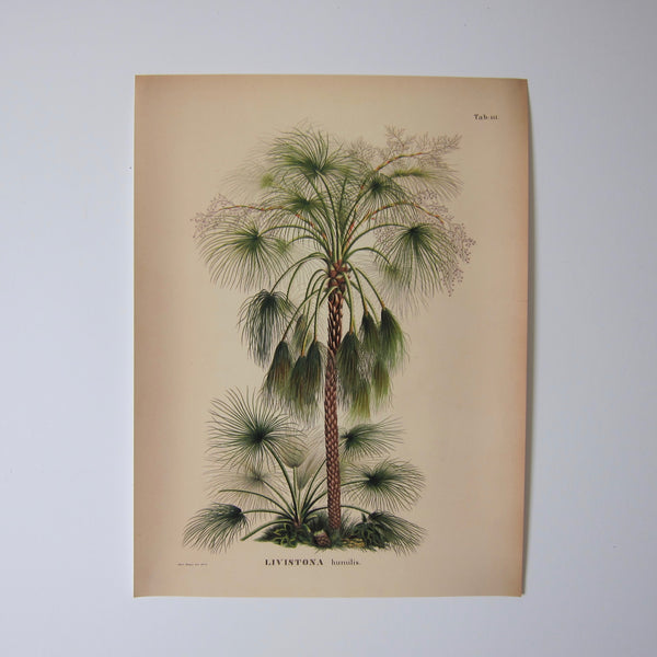 Palm illustration 2