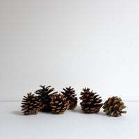 Pine cones