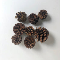 Pine cones