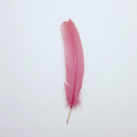 Pink feather