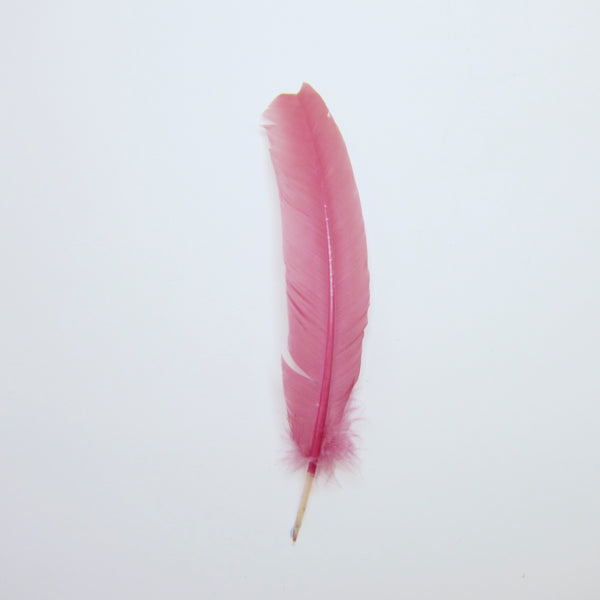 Pink feather