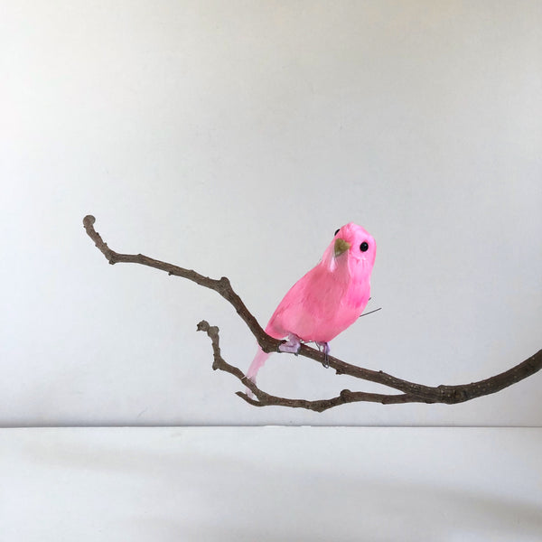 Pink bird