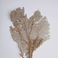 Red sea fan