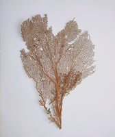 Red sea fan