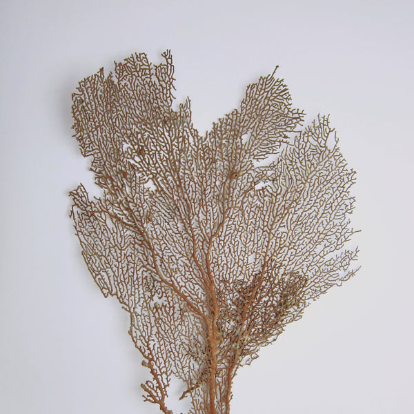 Red sea fan